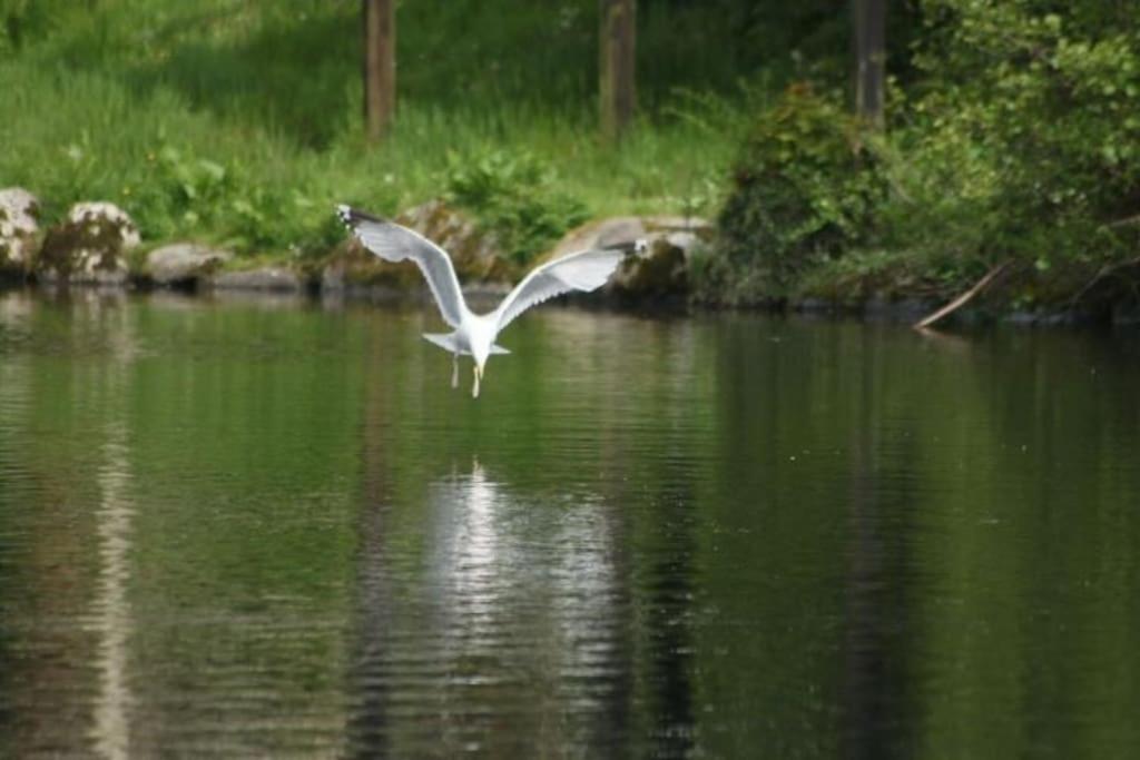 Stunning 3 Bed Riverside Cabin In Snowdonia Caeathro Exteriör bild